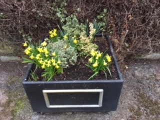 flowers in a pot 3